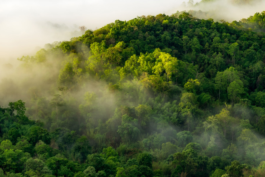 aerial image of a green forest