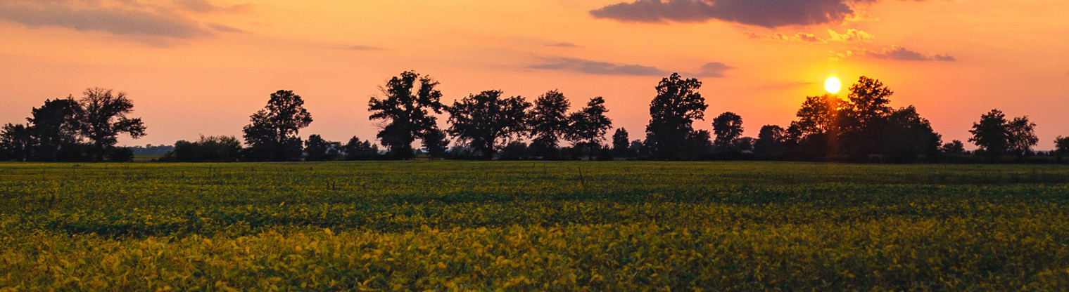 landscape image of a field and trees at sunset