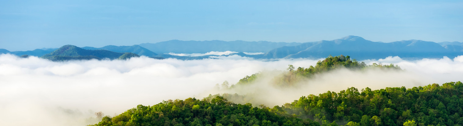 treetops and mist image
